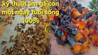KỸ THUẬT ÚM GÀ CON  MỘT NGÀY TUỔI SỐNG 100%