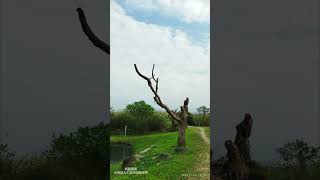 桃園趣遊大嵙崁人工濕地公園