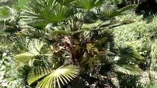 Трахикарпус Вагнера (Trachycarpus wagnerianus)