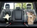 POV:keluar kota Ama keluarga|#meme #kucing