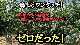 ０１　7割の梨被害がゼロになったって本当なのか😱鳥よけワンタッチ！取材してきた