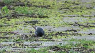 Black Redstart (m.) foraging , female making short appearance, too./Hausrotschwanz (m.)