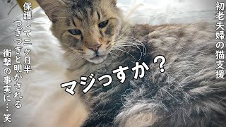 ガリガリの長毛老猫を保護して2ヶ月半、つぎつぎと明かされる衝撃？の事実に…(笑)【野良猫支援】