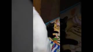 Cute black and white Cats fighting //#SimplelifeinnEurope #Catlovers #Shorts