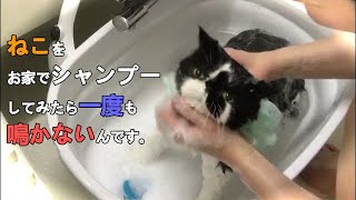 【無言 猫のお風呂】エキゾチックショートヘアをシャンプーしてみたら最後まで一度もなかないんです。Exotic Shorthair