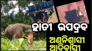 ହାତୀ ଉପଦ୍ରଵରେ ଅଣନିଶ୍ୱାସୀ ଆଦିବାସୀ