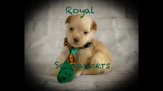 Royal Schnauzers Wheatens and Blue Eyes