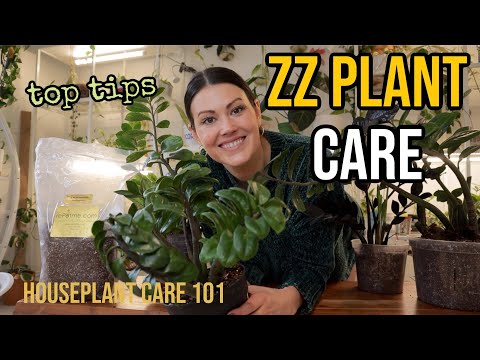 ZZ PLANT CARE (Zamioculcas) – ZZ Watering, Lighting, Repotting, Propagation – Houseplant Care 101