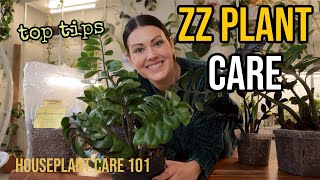 ZZ PLANT CARE (Zamioculcas) - ZZ Watering, Lighting, Repotting, Propagation - Ho