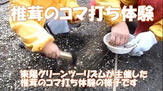 椎茸のコマ打ち体験