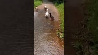 തോമസ് കുട്ടീ വിട്ടോടാ.. 🤣🤣🤣🦆🦆🦆🦆@#shorts🤓🤓