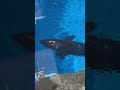 リンちゃん超絶かわいい　名古屋港水族館