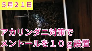 アカリンダニ対策でメントールを10ｇ設置してみました。