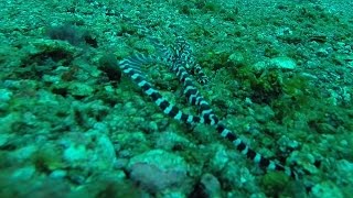 Wonderpus in Lembeh Strait - HD