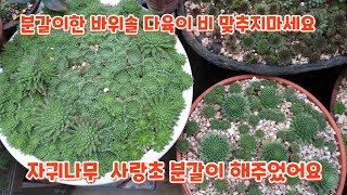 바위솔 다육이 분갈이후 비 맞추지 마세요 자귀나무 사랑초 분갈이 해주었어요