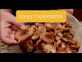 Honey Mushrooms Foraging and Cooking