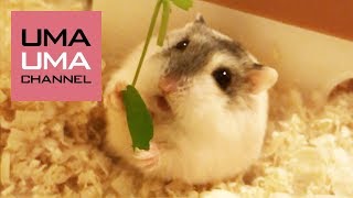 初めての豆苗に高速後ずさりするハムスター【うまる#1】Hamster bail for life seeing a pea sprout for the first time!