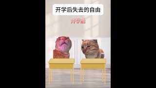 开学后失去的自由 #有趣 #故事 #貓 #猫猫meme小剧场 #猫meme #内容过于真实 #猫meme小剧场 #猫meme剧场 #喵不可言 #shorts