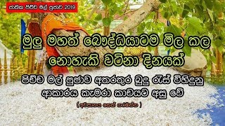 #Picha mali pujawa 2019 shanthi padanama පිච්ච මල් පුජාව 2019 (Subcribe youtube channel )