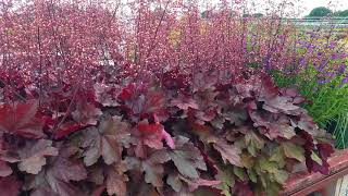 Heuchera Magma  (Coral Bells)