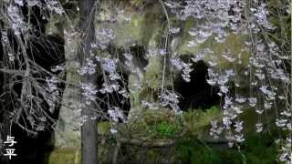 菅谷の穴薬師の桜　（宮城県・利府町）　補正