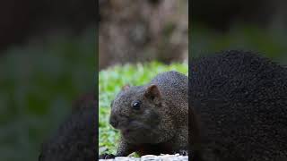 very fat necked squirrel