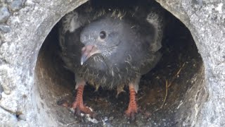 【ハト日記】ある家族の画。/Columba livia