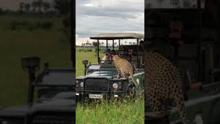 Leopard on jeep in Okavango Delta