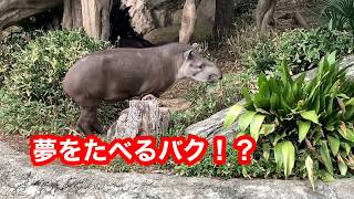 上野動物園　夢をたべるバク　Baku/Tapir