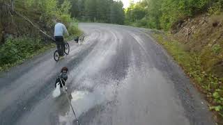 Kostka mushing max kickbike