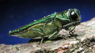 Tree-killing Emerald Ash Borer made a 'big jump' in Colorado