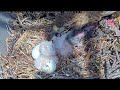 red tailed hawk hatchlings