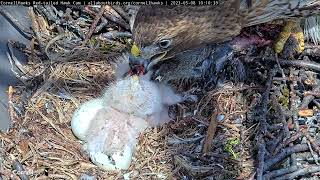 Red-tailed Hawk Hatchlings \