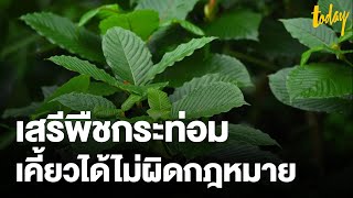 D-Day ปลดล็อกพืชกระท่อม เคี้ยวได้ไม่ผิดกฎหมาย  | workpointTODAY