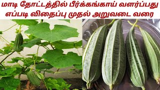 மாடி தோட்டத்தில் பீர்க்கங்காய் வளர்ப்பது எப்படி || How To Grow Ridge  Gourd In Terrace Garden