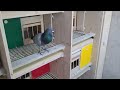 Der 10. Preisflug 2024 / 10. pigeon race 2024