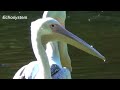 wikipedia great white pelican catch birds eating pigeon for food natural world the ecosystem