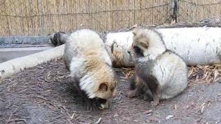 旭山動物園のタヌキ　Asahiyama Zoo raccoon