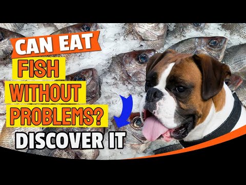 Will cooked fish hurt dogs?