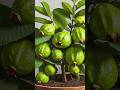 Great idea to propagate guava tree by air layering using a potatoes🥔#propagate_guava_tree #gardening