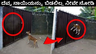 ದೆವ್ವ ನಾಯಿಯನ್ನು ಬಿಡಲಿಲ್ಲ ನೀವೇ ನೋಡಿ ||  CREEPY VIDEOS THAT WILL LET YOU SHOCKED