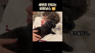 귀엽지만 삼세번은 참지않는 비트냥스😾 #귀여운 #고양이 #동물 #힐링 #웃긴영상