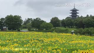 2020/7/24備中国分寺のひまわり🌻