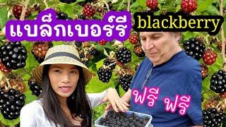 เก็บแบล็คเบอร์รี่ป่า ลูกดำๆๆ ออกเยอะมาก / blackberry  / ชีวิตในอเมริกา