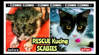 RESCUE KUCING SCABIES