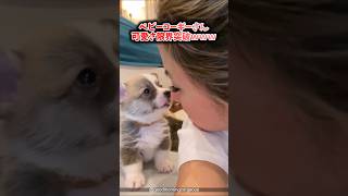 コーギーさん動画見てニヤけたら勝ちwww #犬 #動物 #コーギー