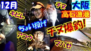 【大阪ハゼ釣り・チヌ釣り浜寺水路】ヤバい！12月の高石漁港の石畳で夜釣りのちょい投げでマハゼ釣りのつもりがチヌ・キビレが爆釣！アコウ・マゴチ・ウロハゼの6目釣りでめちゃ楽しい♪チニング・堺市・クロダイ