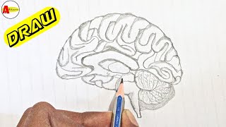 How to Draw Human Brain Diagram Step by Step | Human Brain Diagram Drawing [Tutorial]