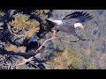 FOBBV🦅Jackie & Shadow Sit On The Porch Like An Old Married Couple💕New Wide View Cam🌲2024-11-08