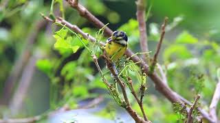 Yellow-bellied tit, 黄腹山雀